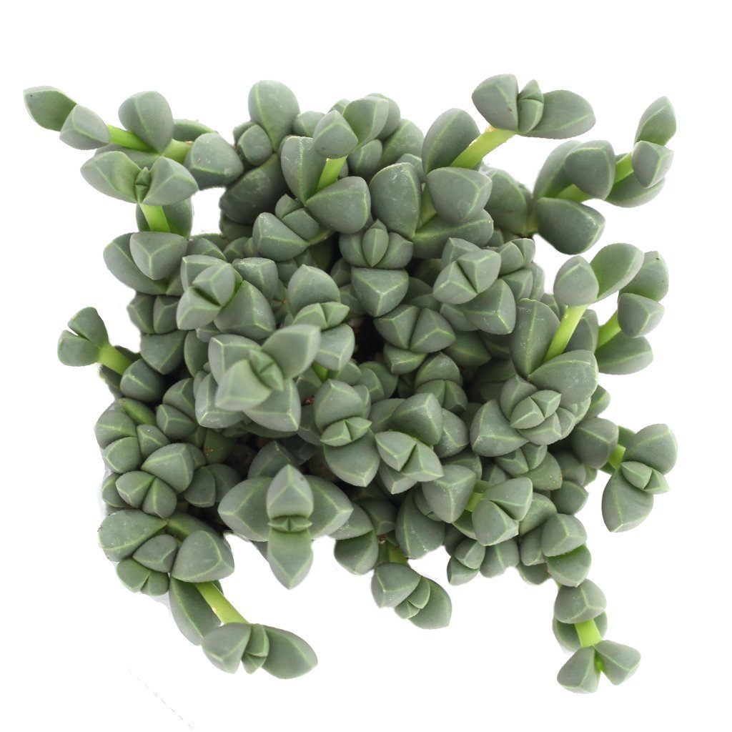 Corpuscularia-Lehmannii-Ice-Plant