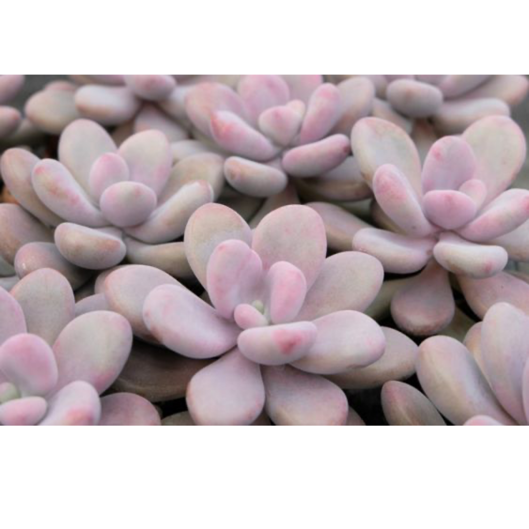 Pachyphytum Bracteosum