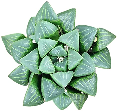 71-E8w-nRUL._AC_SY450_