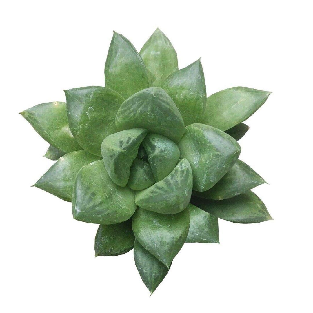 HAWORTHIA CUSPIDATA