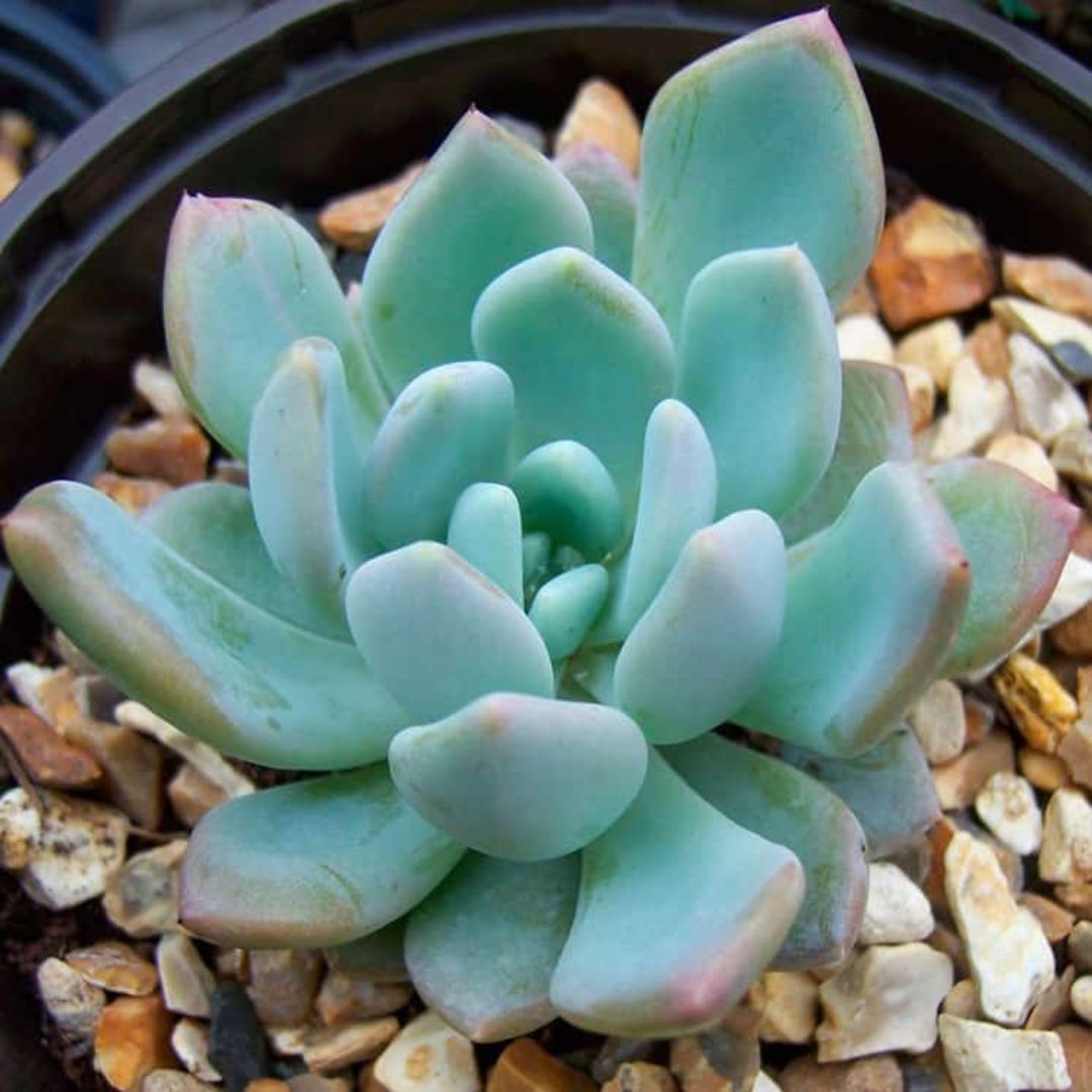 ECHEVERIA AMOENA