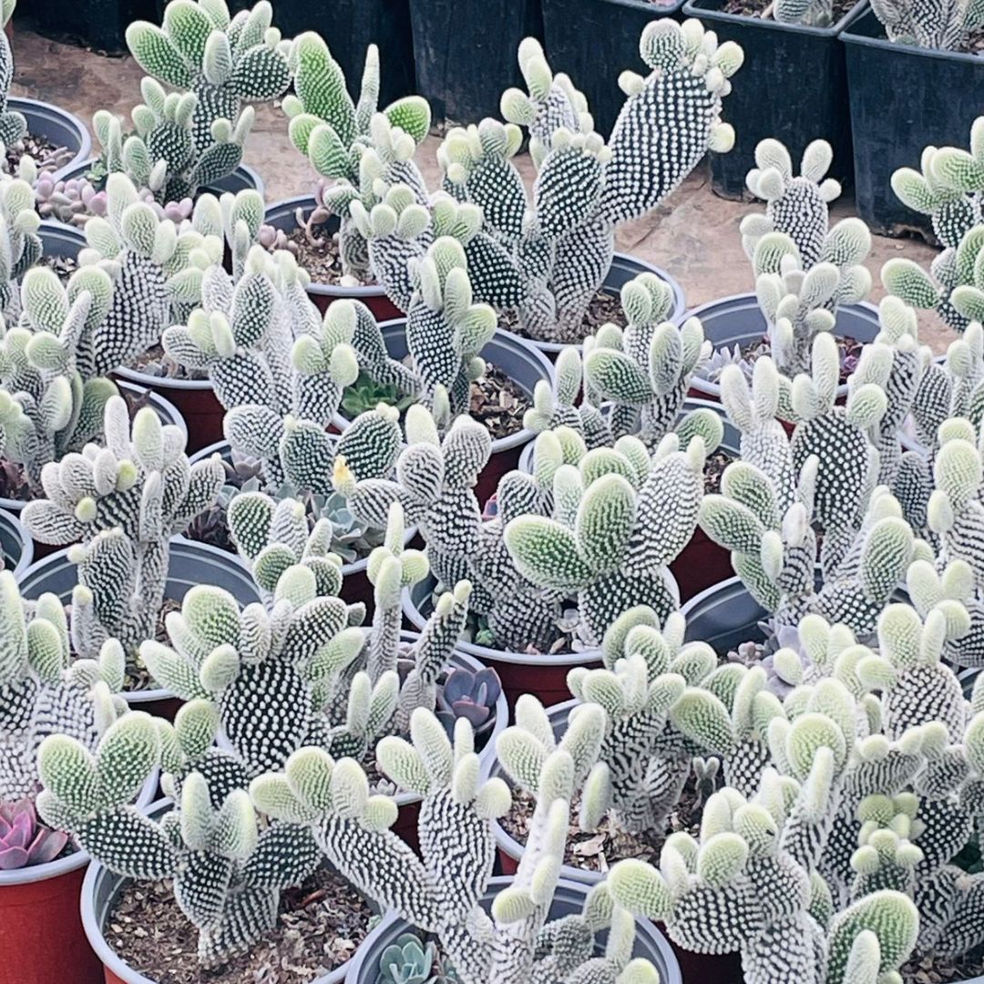 OPUNTIA SUPER GRANDES-2