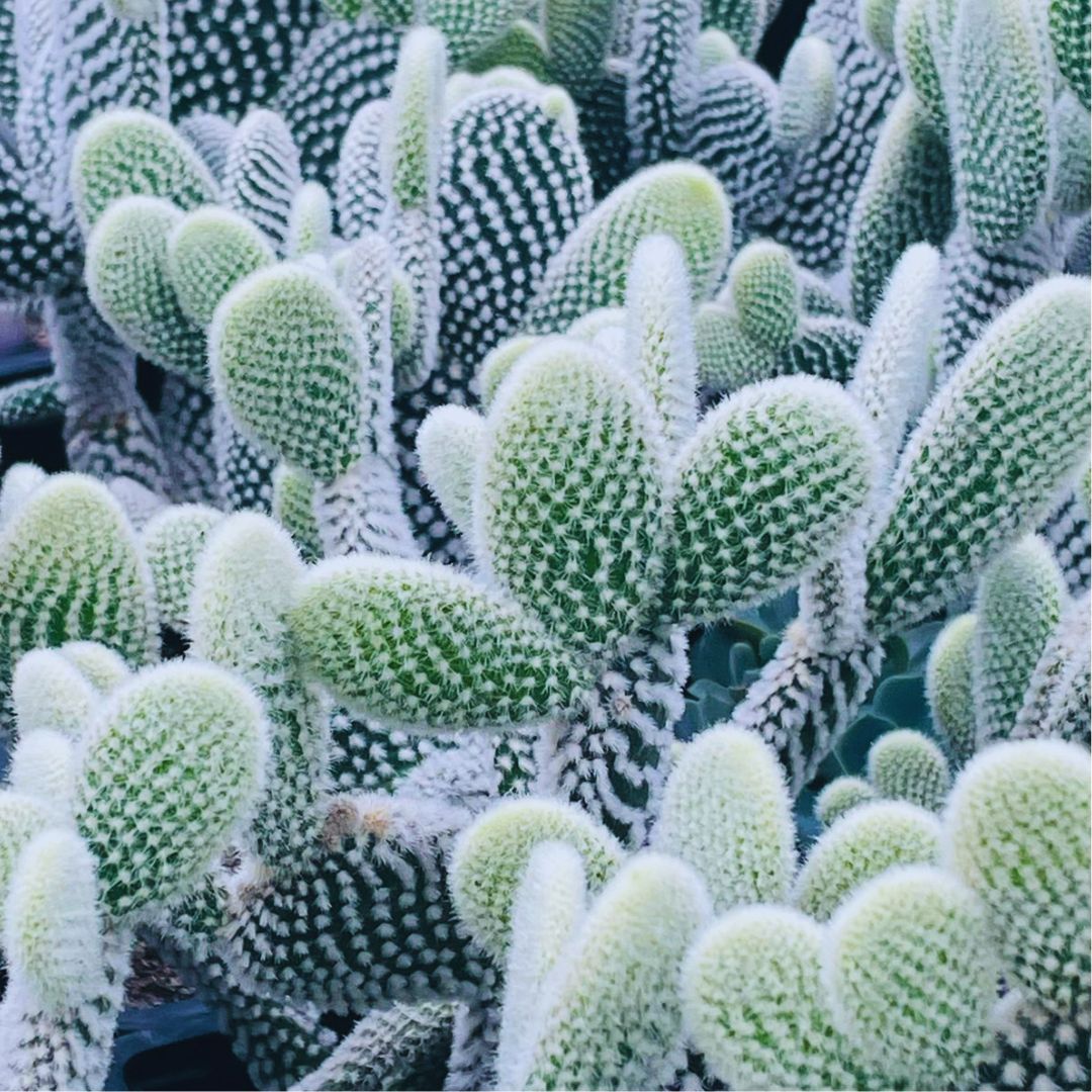 OPUNTIA SUPER GRANDES