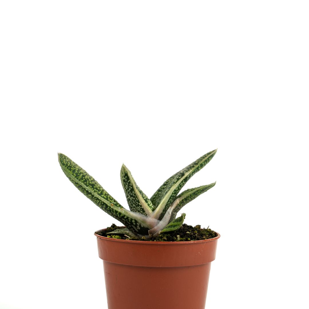 GASTERIA-2