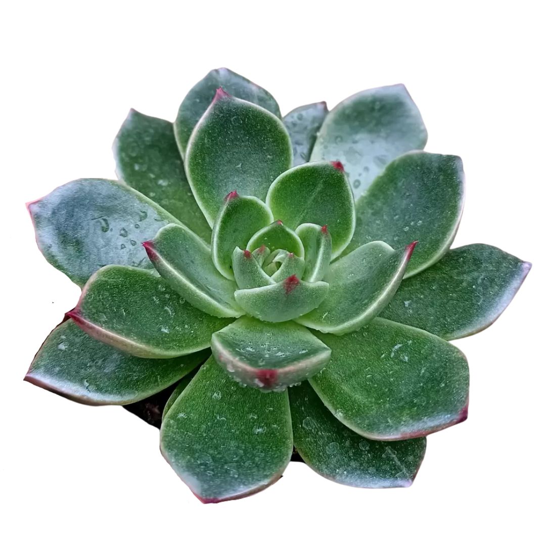 ECHEVERIA SANTA LEWIS