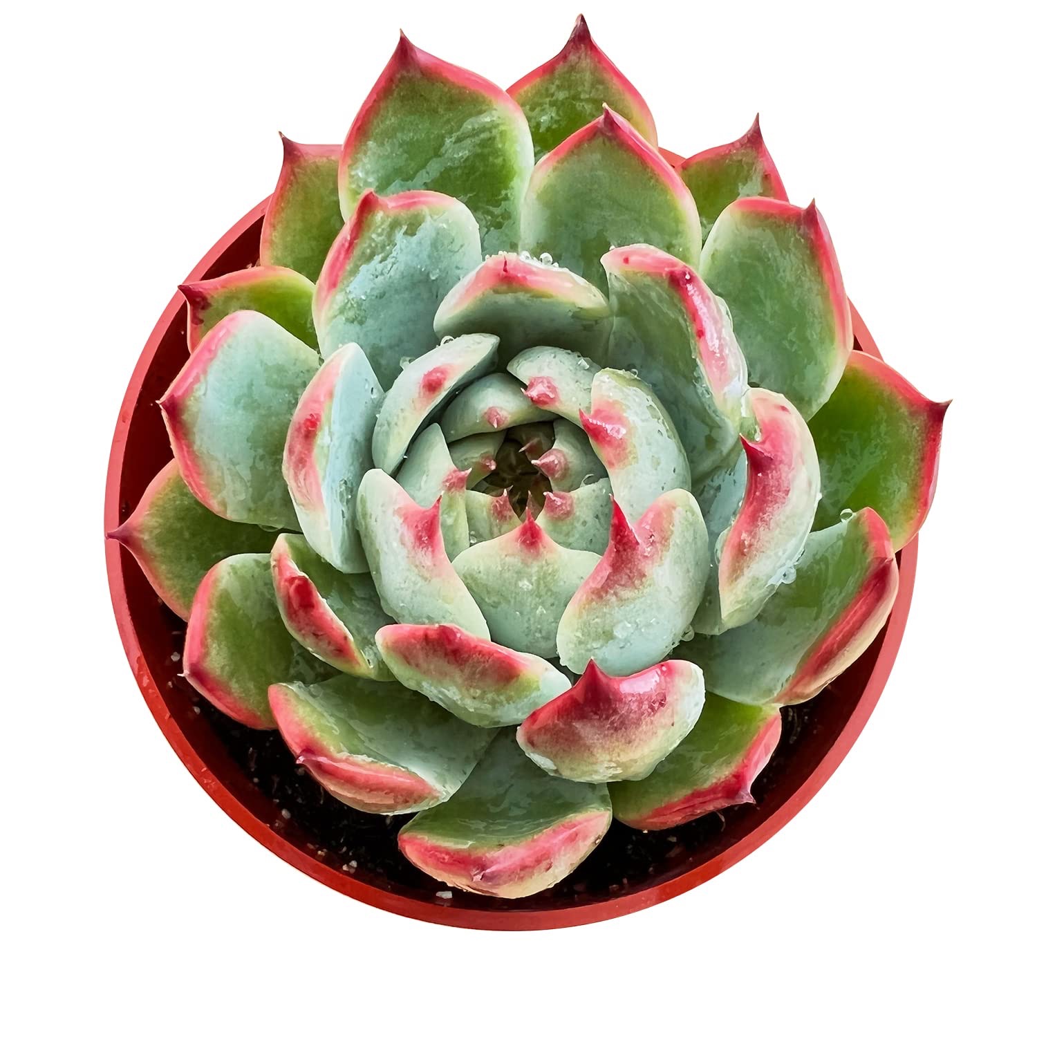 chihuahuaensis