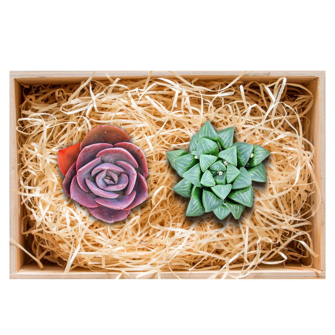 CAJA