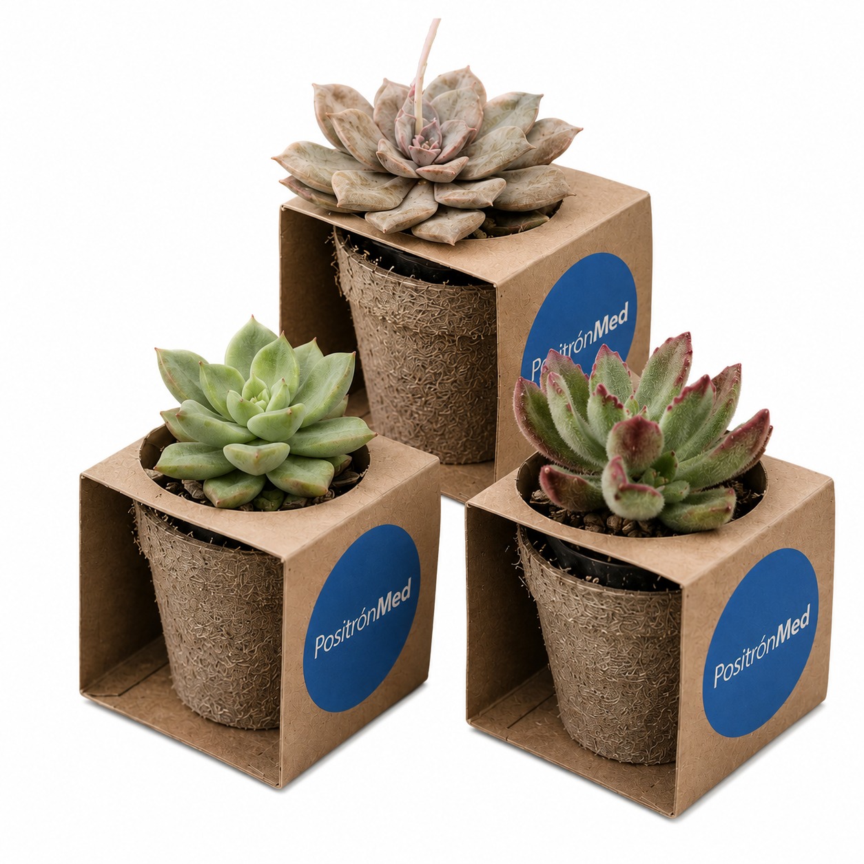 CUBOS DE SUCULENTAS