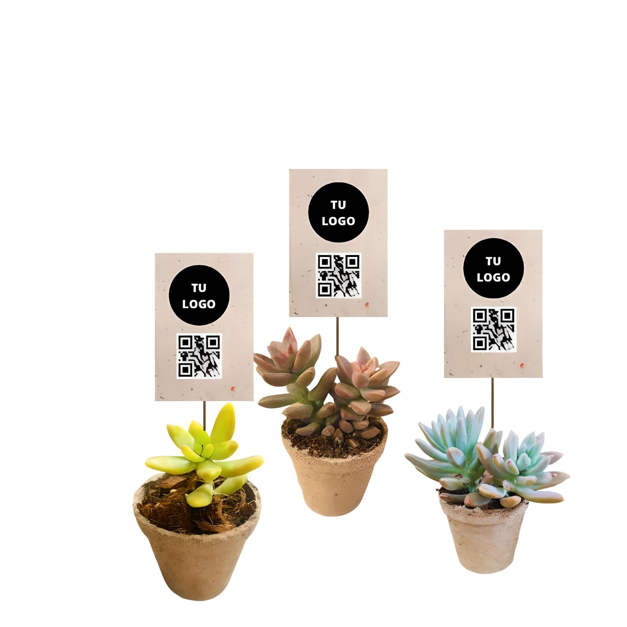 MINI SUCULENTAS (1)