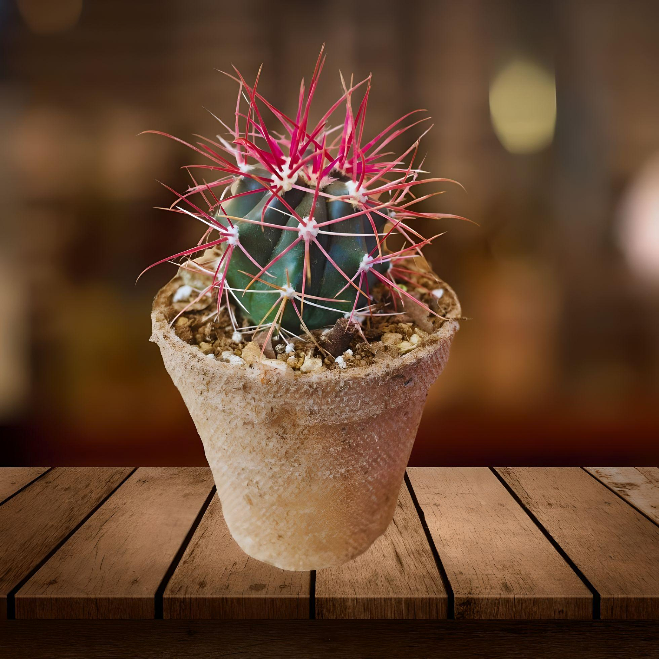 CACTUS SOUVENIR..... (1)
