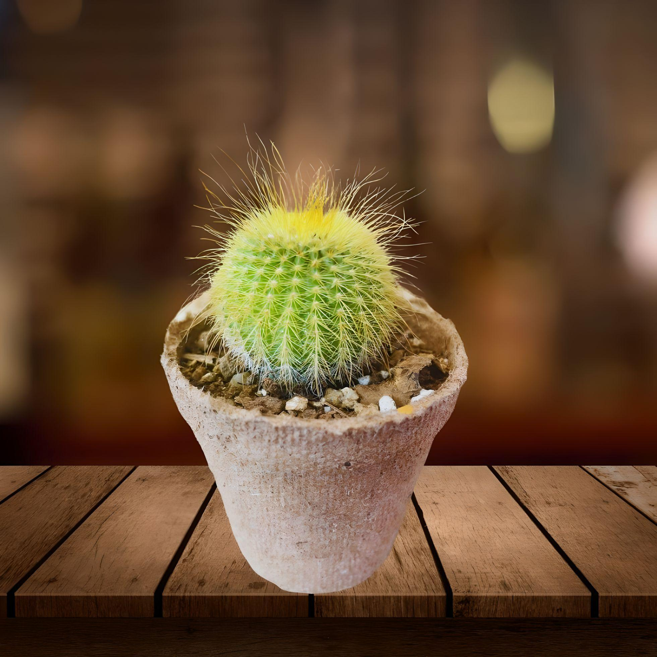 CACTUS SOUVENIR...