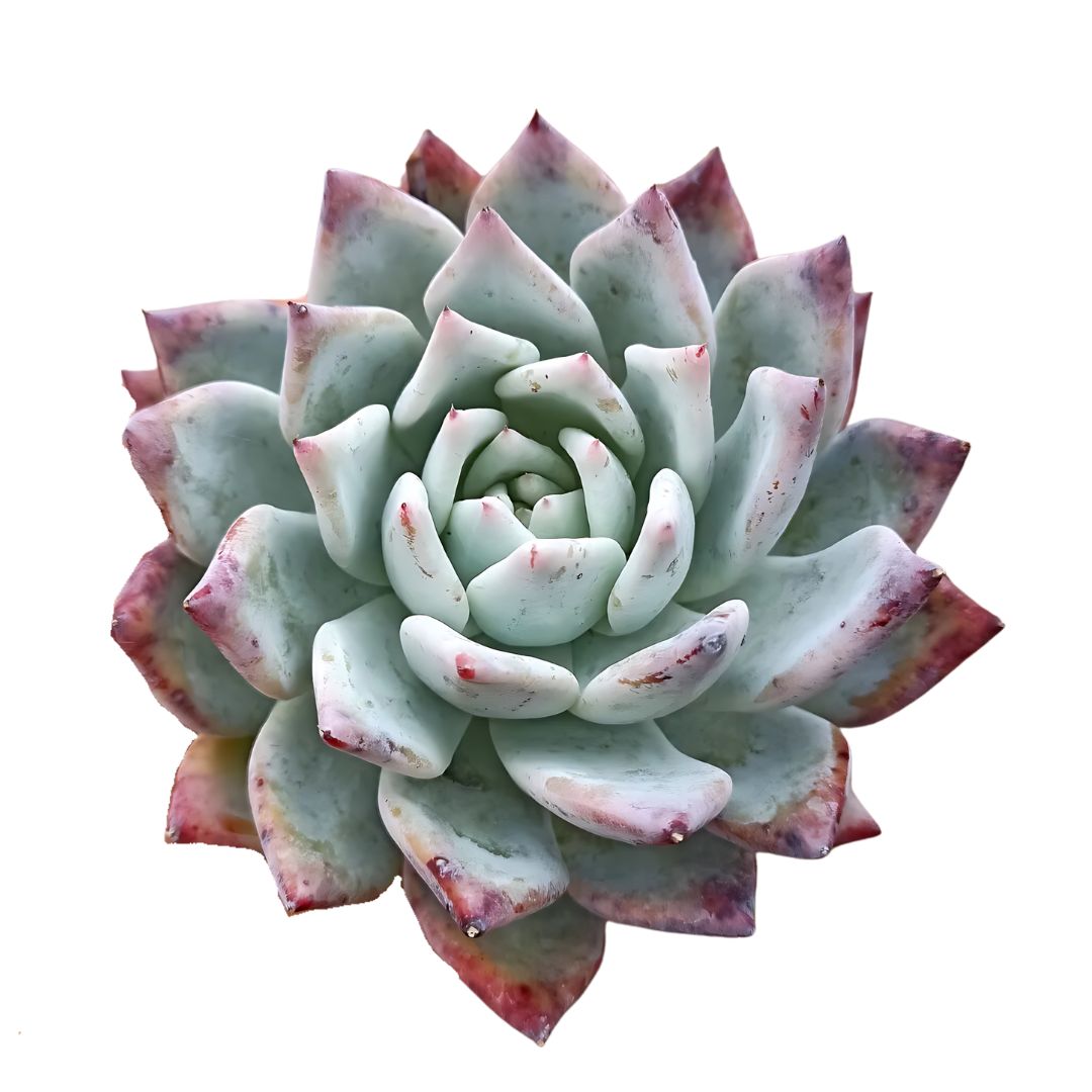 COLORATA