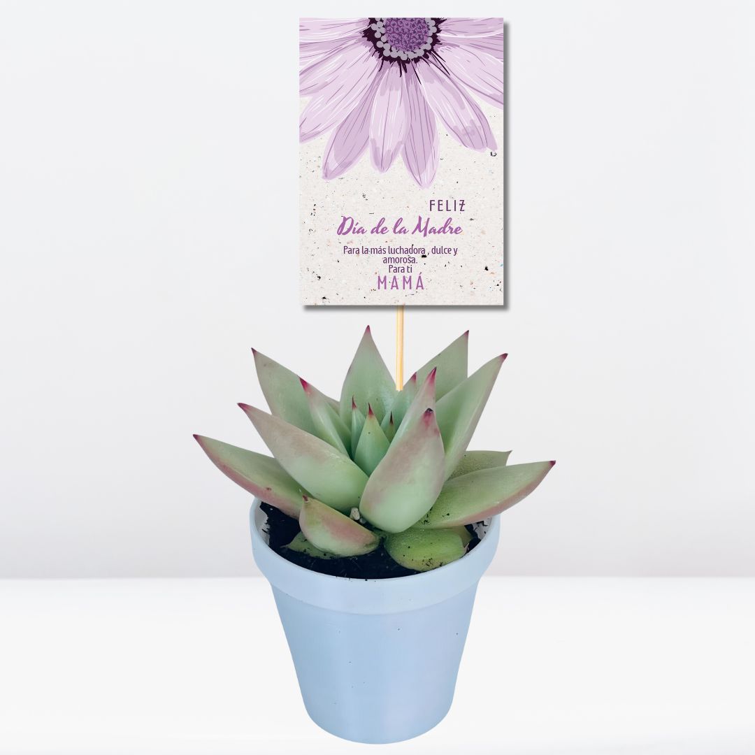 MINI SUCULENTA