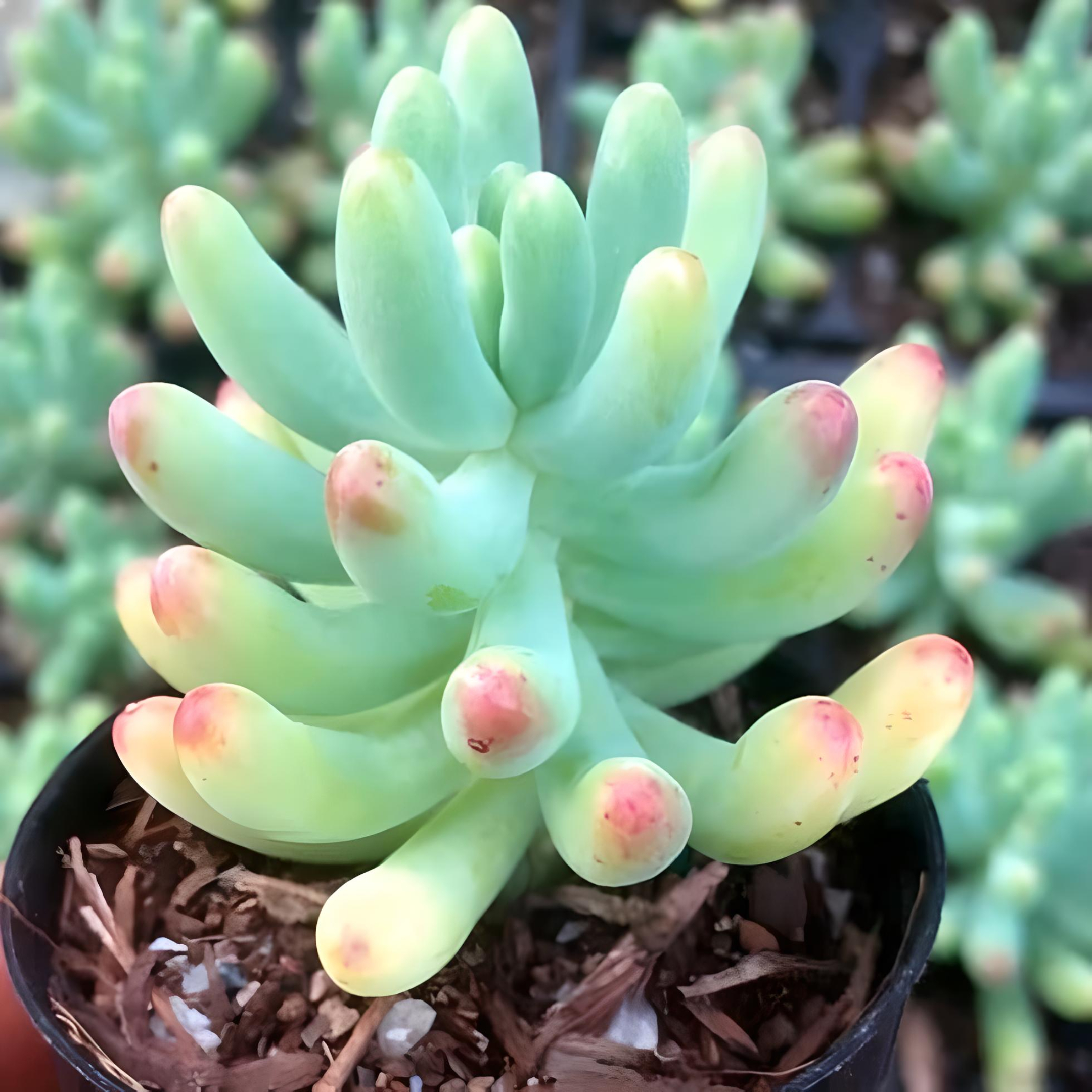 Sedum pachyphyllum...