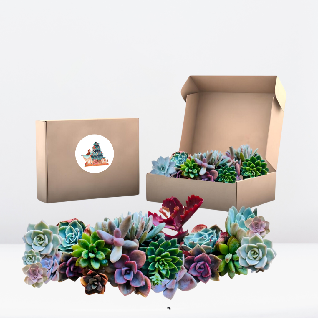 box de suculentas navidad