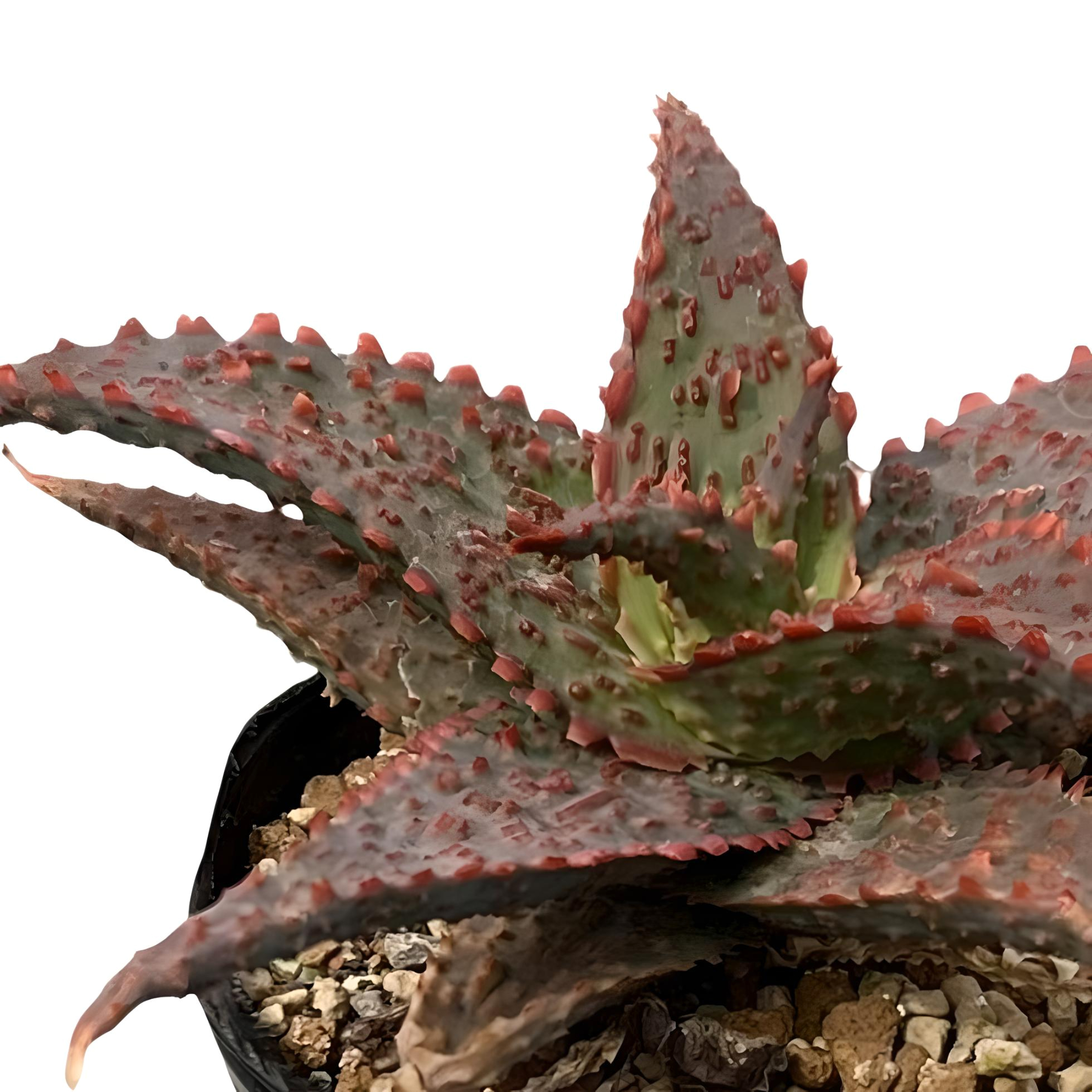 ALOE VIPER (1)