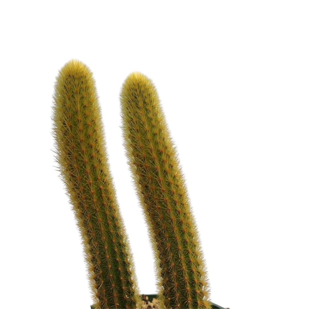 CLEISTOCACTUS WINTERI