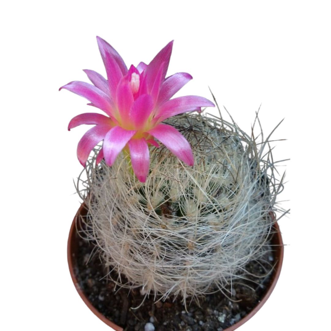 ERIOSYCE SENILIS BLANCO