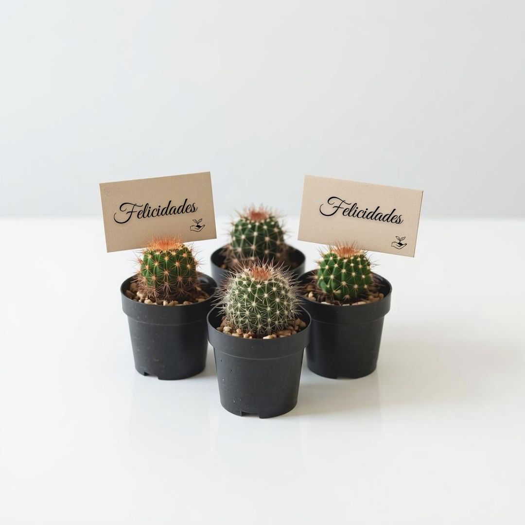 Mix de cactus