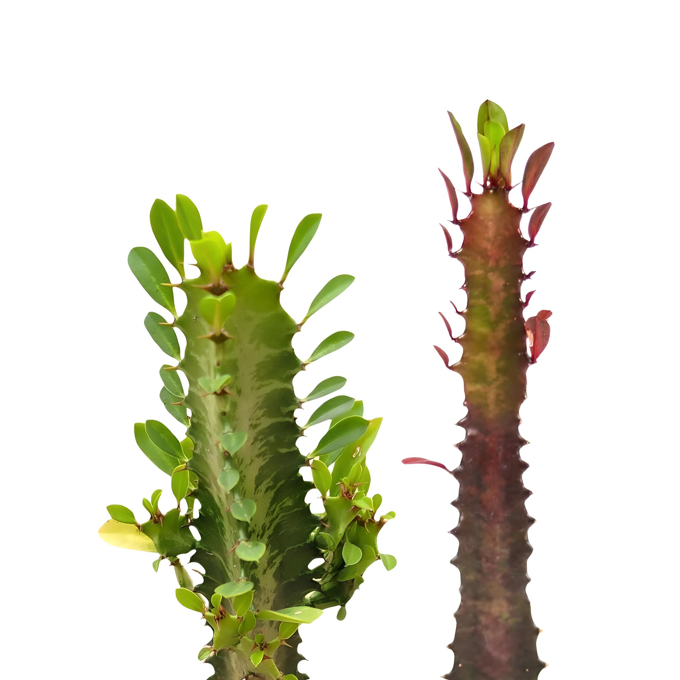 PACK DE EUPHORBIAS (1)