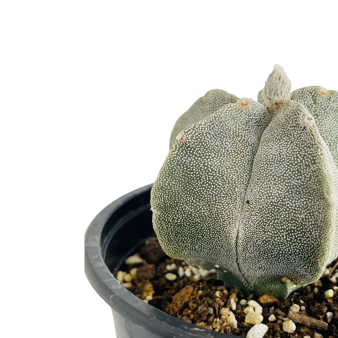CACTUS ASTROPHYTUM