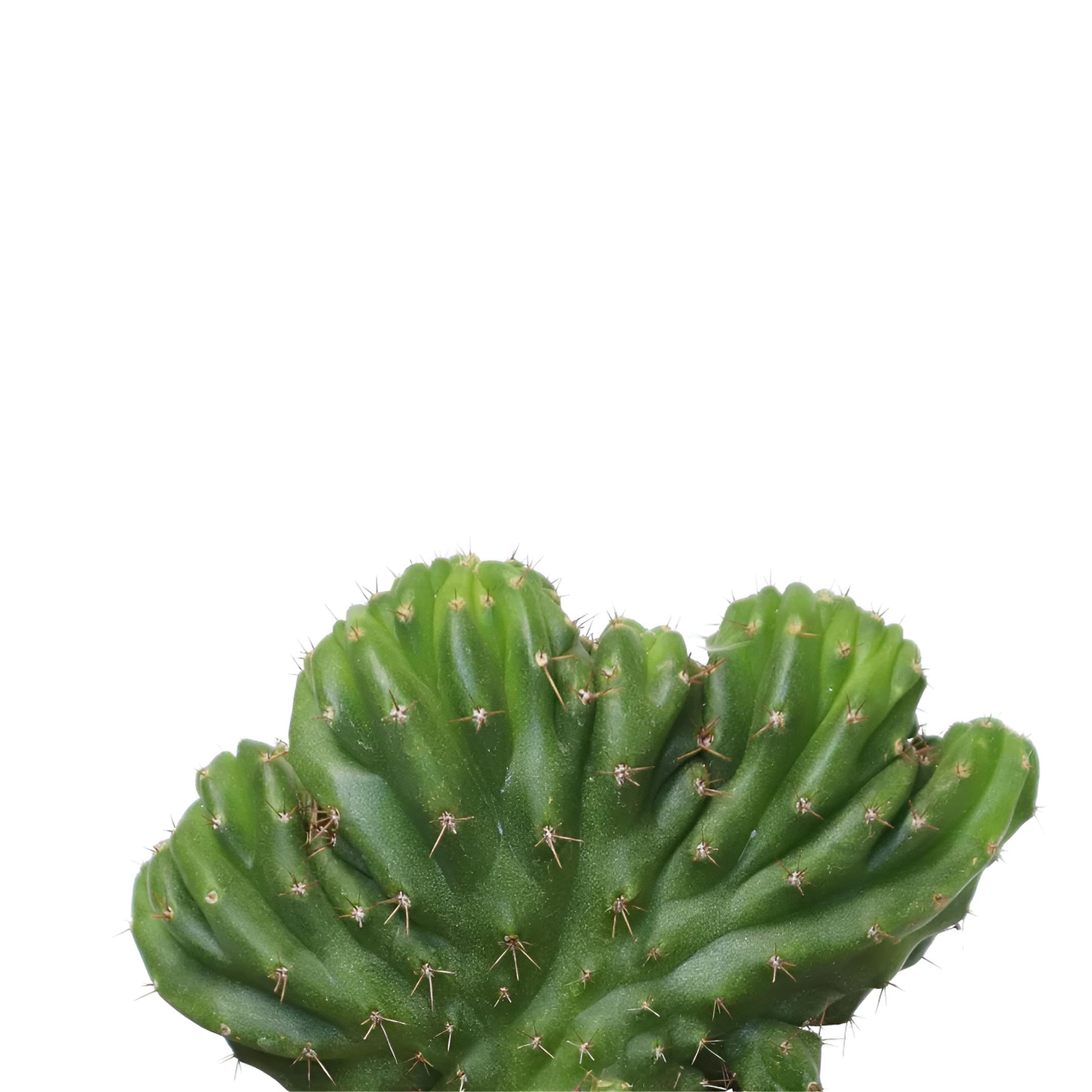 cactus cerebro-fotor-enhance-2026020615826